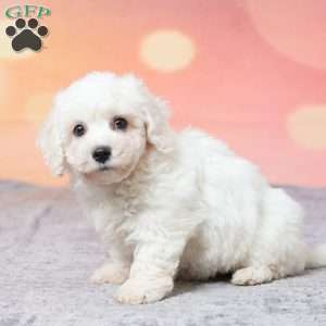 Faith, Bichon Frise Puppy